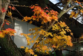 内苑のもみじ